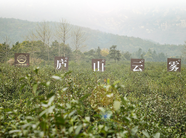 江西重点扶持的一红四绿茶叶之庐山云雾茶