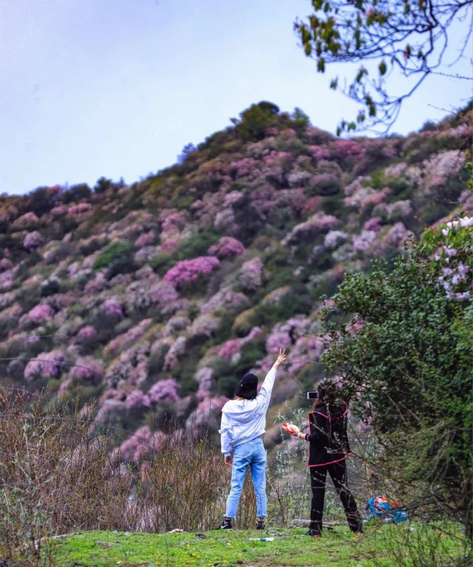 踏青赏花 莫负好时光 汶川·大寺村