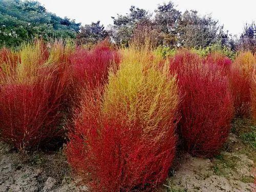 舌尖上的中药丨新晋网红草地肤