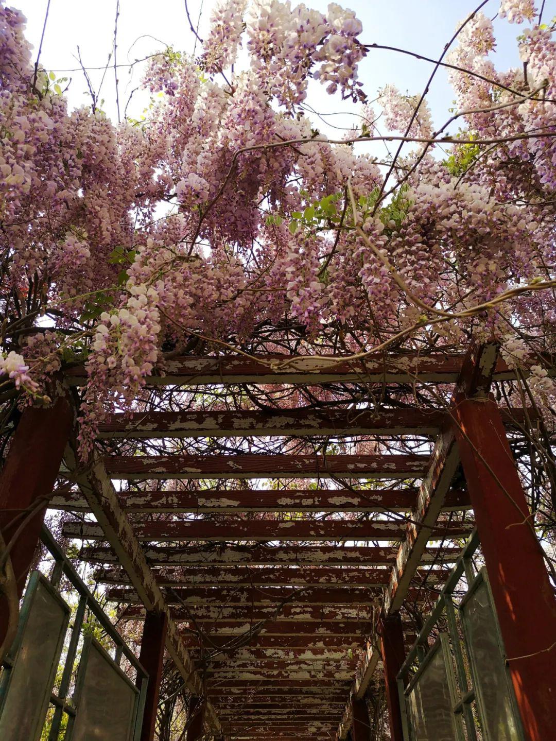百花竞放 王集二中的紫藤花 你追我赶地妖娆盛开 如此美丽的紫藤 一片