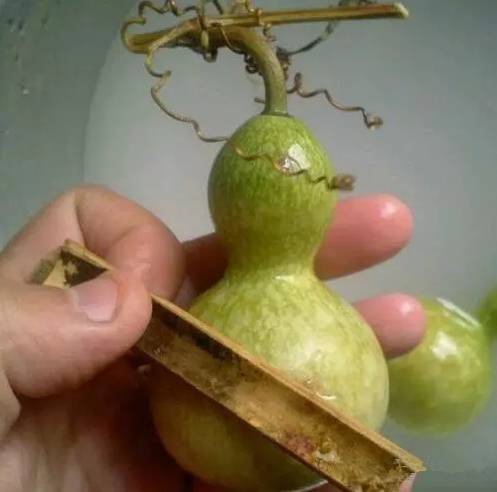 葫芦去皮全过程