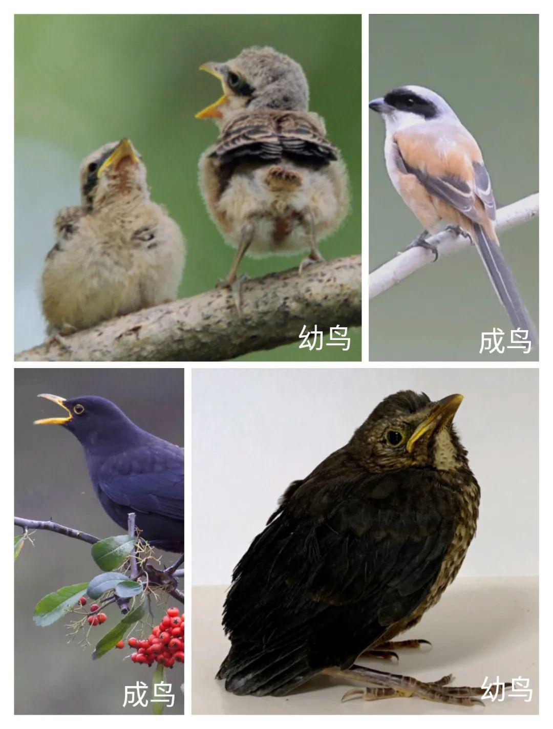雏鸟的翅膀