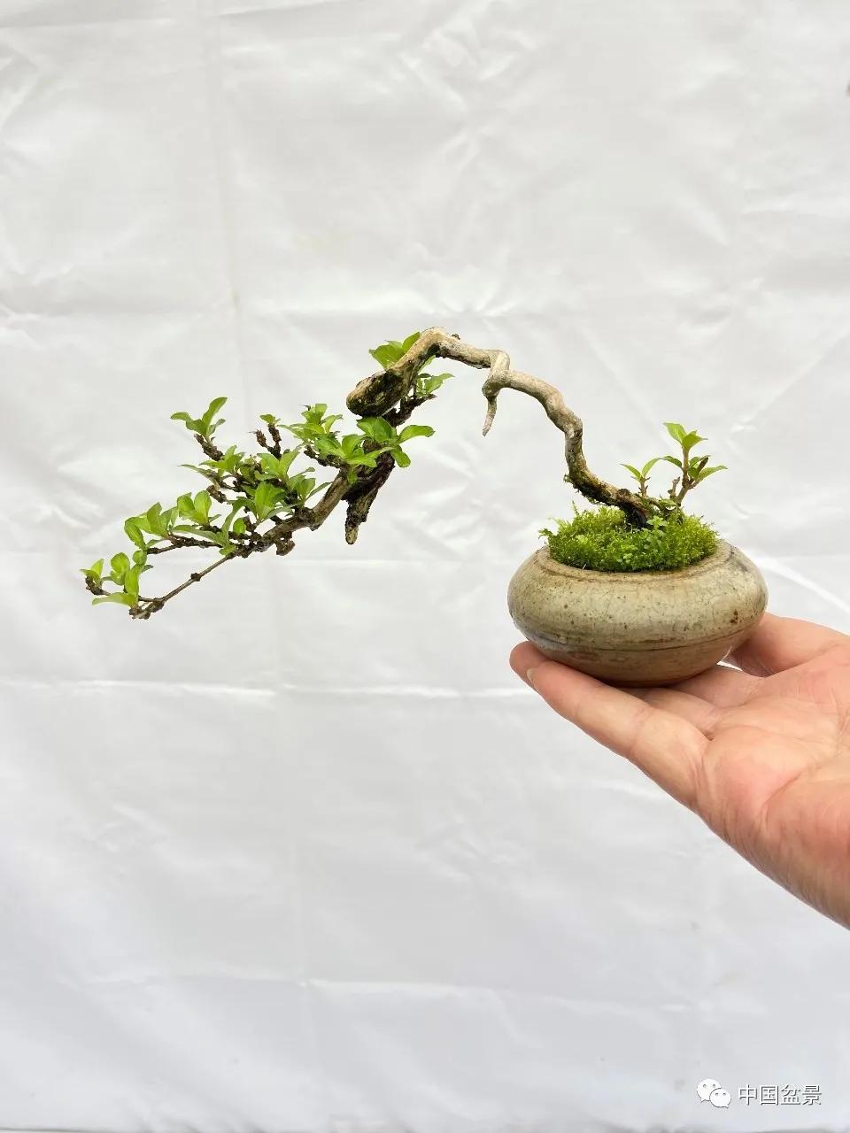 郑振根浅议小微盆景及组合