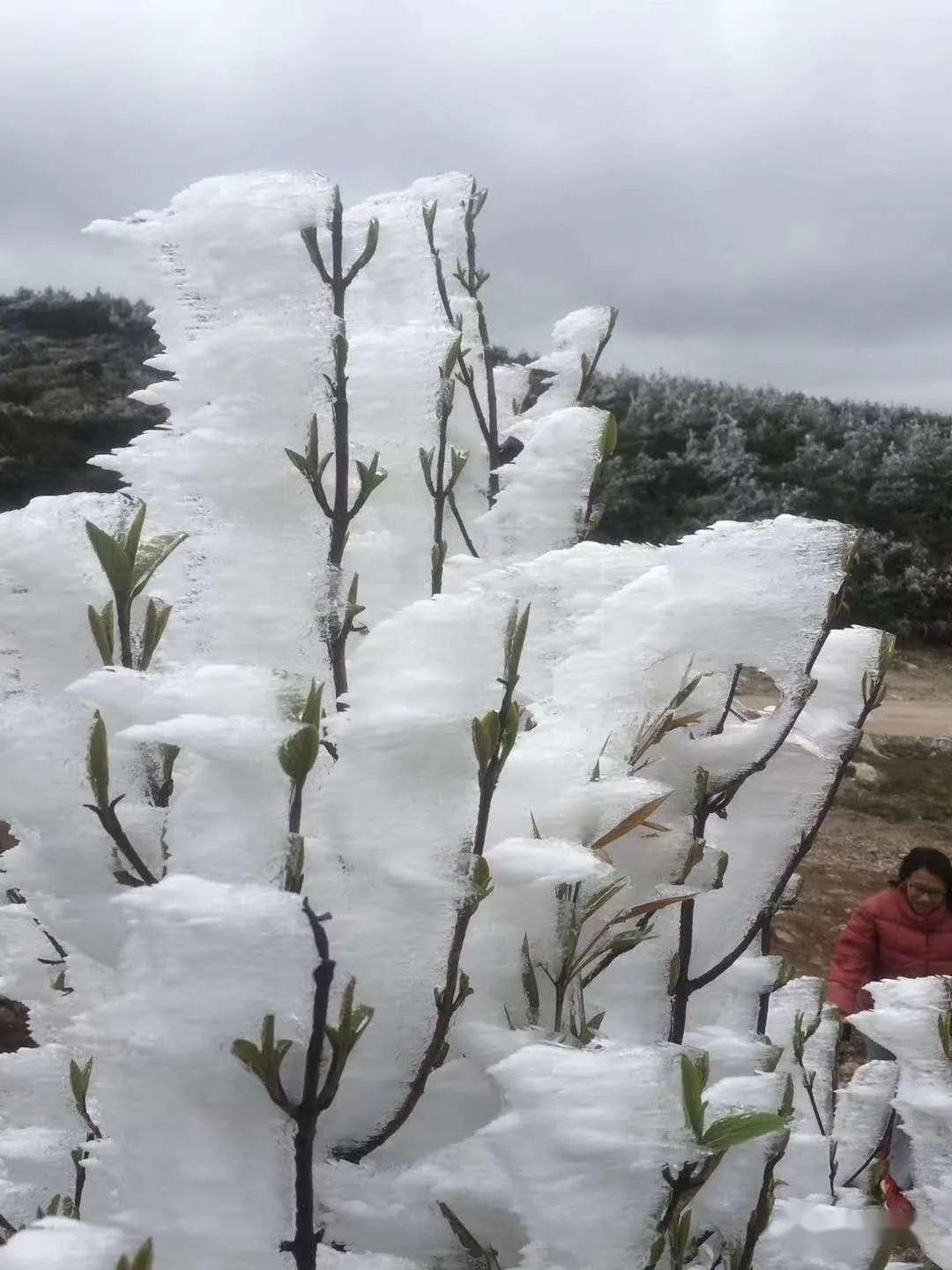 漂亮的冰花高山上的冰挂呼啦啦的扇着大耳光子怎么就变成了"老变婆"的