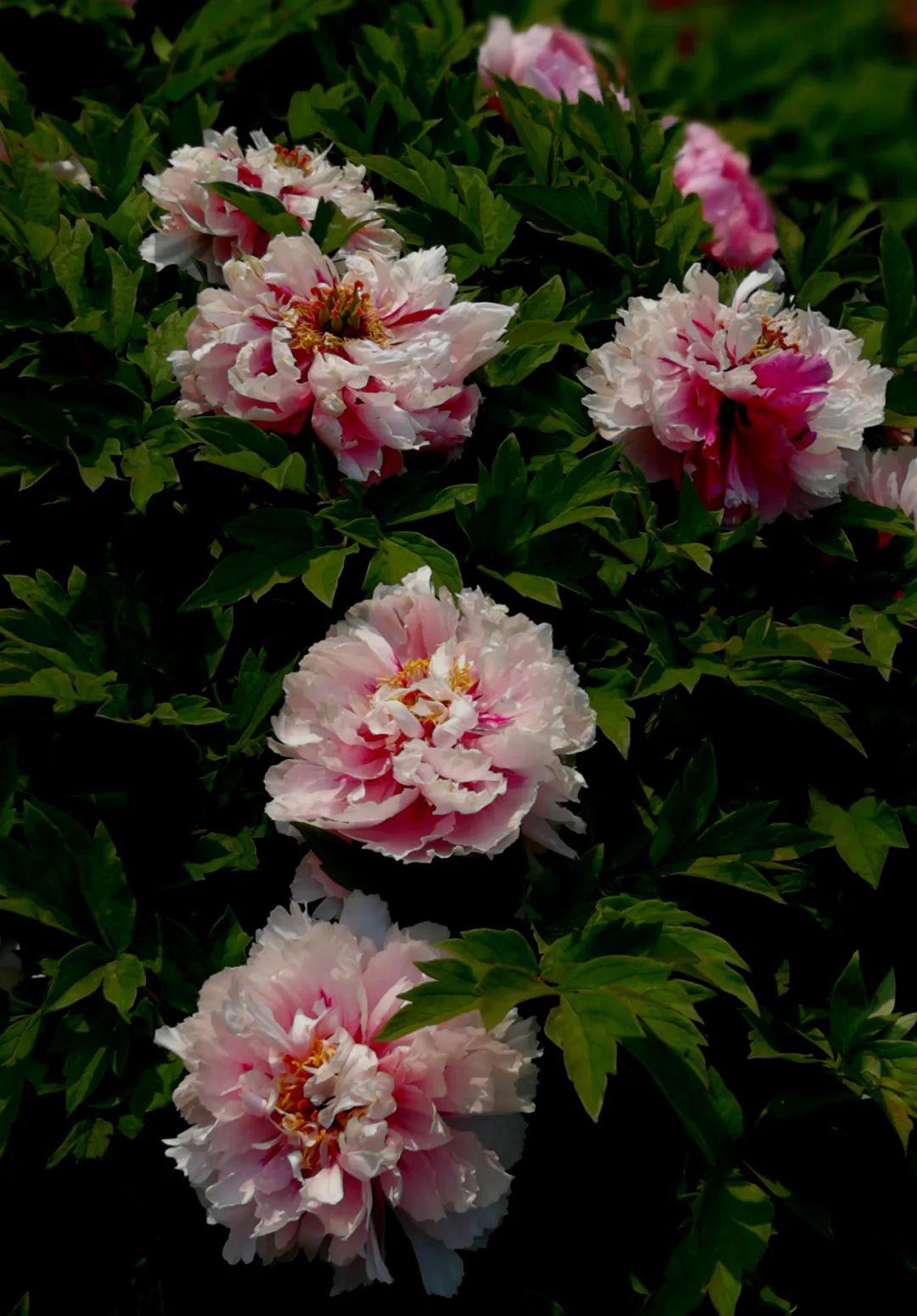 作者简介:王长松,1950年出生,山水画家,摄影家,文化志愿者,国家一级