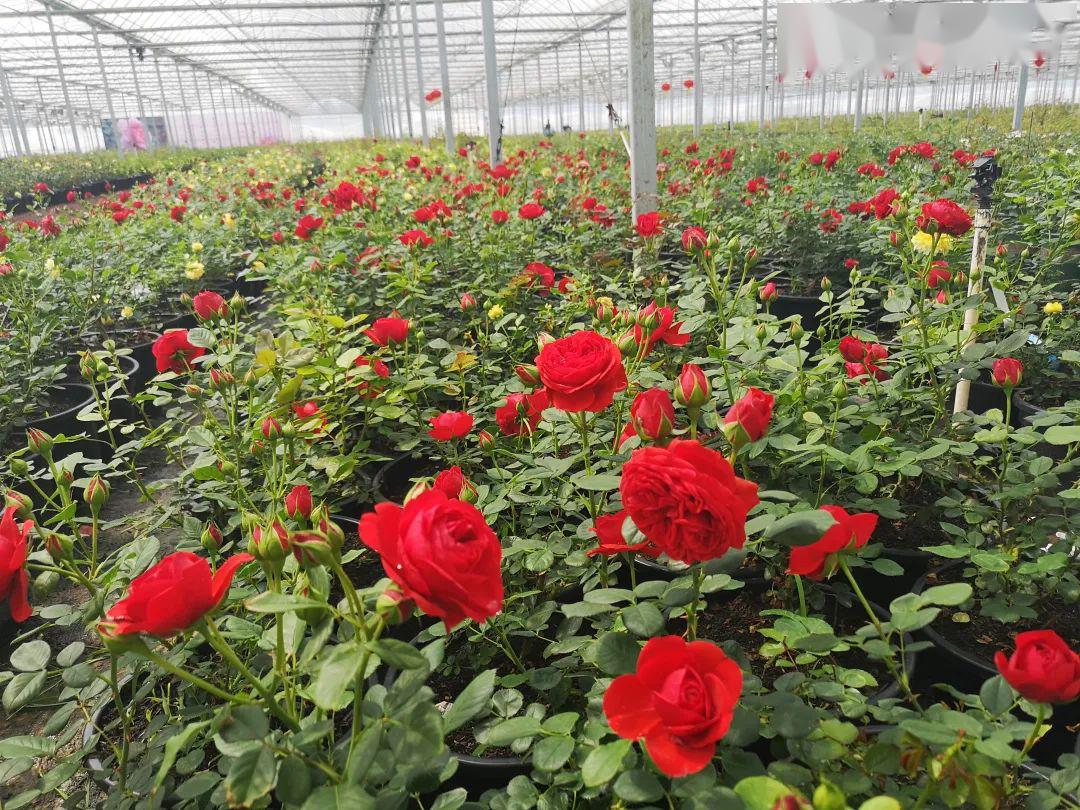 免费送门票肥乡三千亩玫瑰月季花海即将呈现