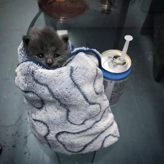 原创网友收养了一只快要冻死的小奶猫带回家之后才发现没那么简单