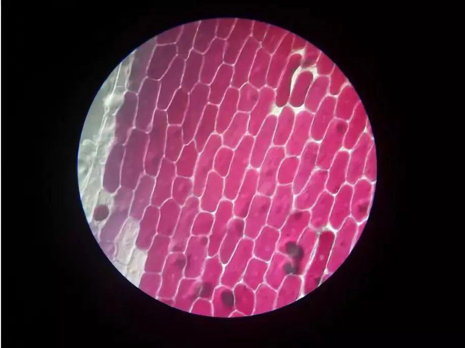 美芽优选五一出游必备只有巴掌大小的显微镜却能放大60120倍随时随地