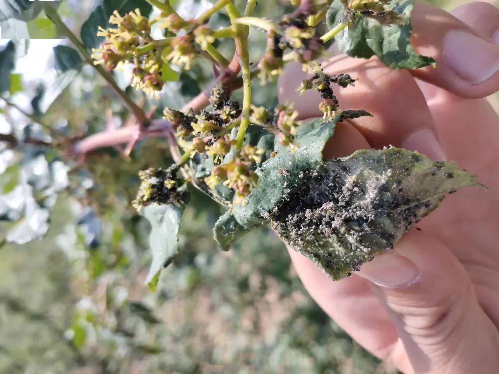 花椒蚜虫德宝杀蚜威力超乎你的想象