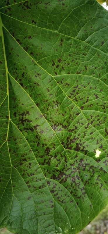 猕猴桃褐斑病的防治方法