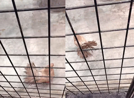 在某家动物园里,有人就将孔雀和野鸡放一起养,关在一个笼子里,同吃同