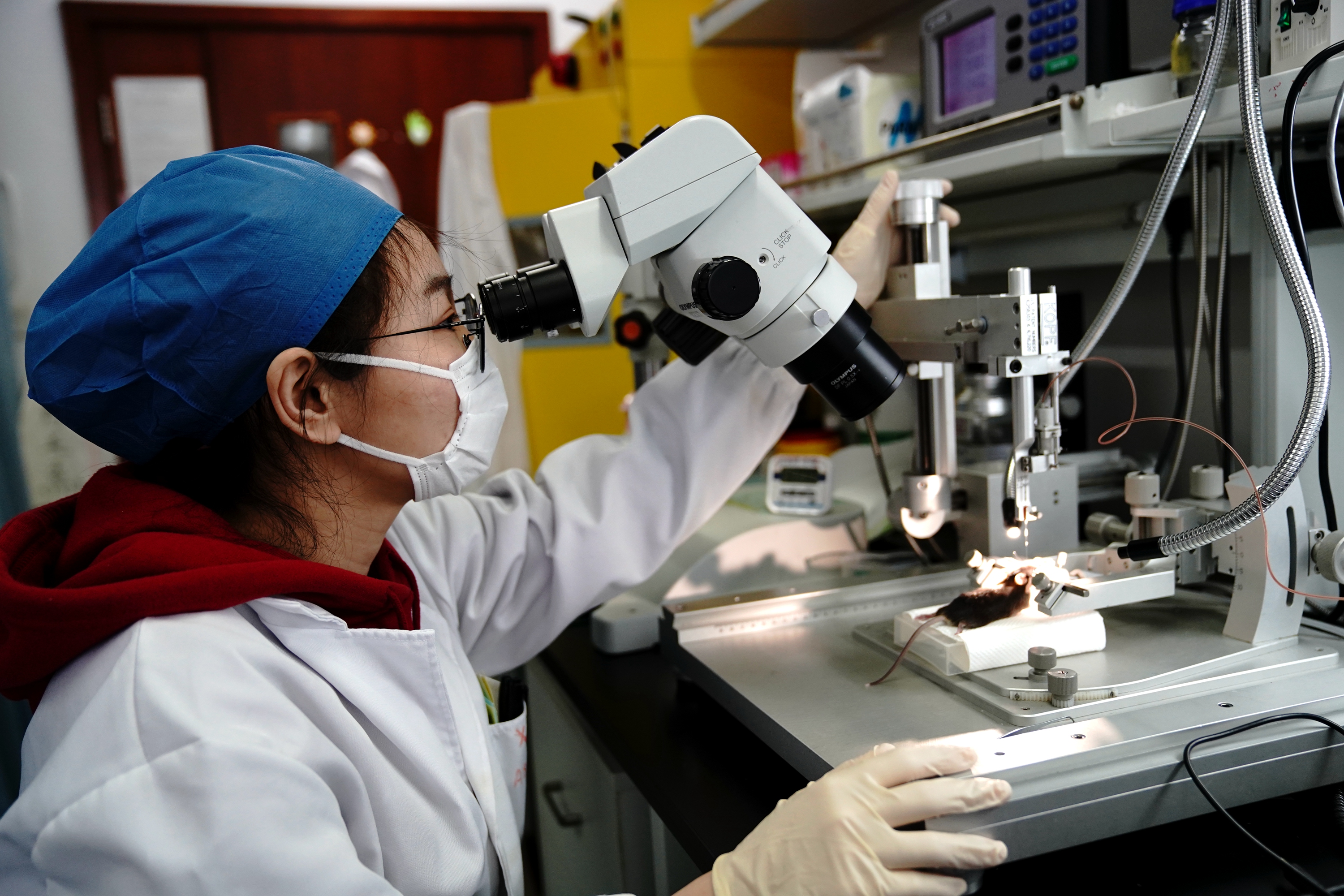 4月24日,许晓鸿研究组成员查茜在实验室对小鼠开展科研工作