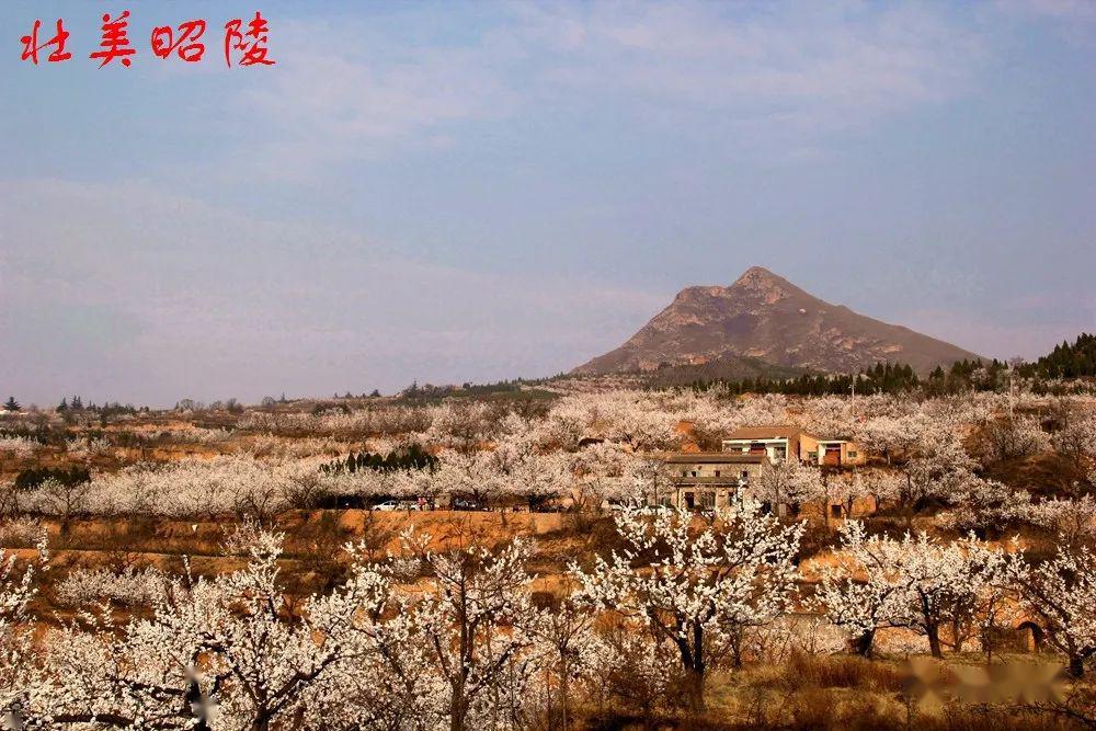 刘腾蛟同学赵晓萍的壮美昭陵散文集出版泛起的乡情