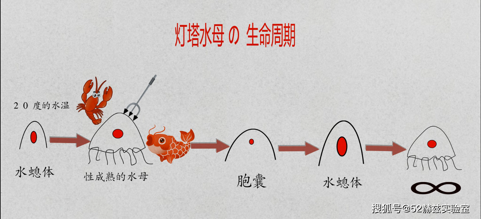 地球上唯一永生的动物返老还童的希望竟寄托在灯塔水母身上