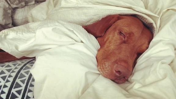 狗狗裹在被子里睡得超香主人这样叫都不醒