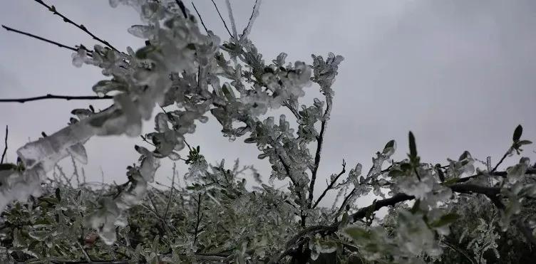 四月气温暴跌27°c,威宁双龙陆家大营出现罕见的"冬日美景"_凝冻