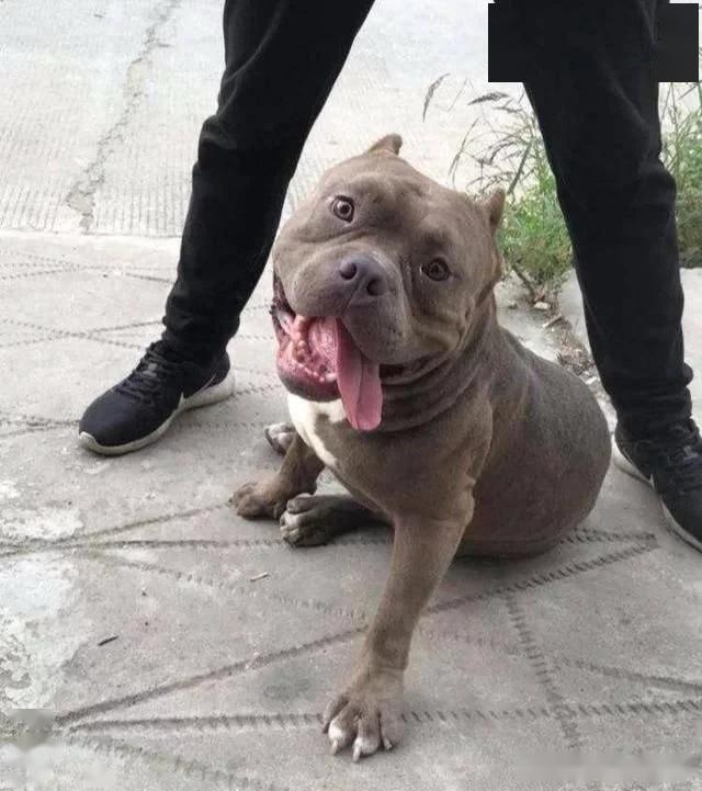 奶奶喜歡養狗,孫子送給她一隻惡霸犬,一年後再見時傻了眼