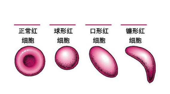 口形红细胞图片图片