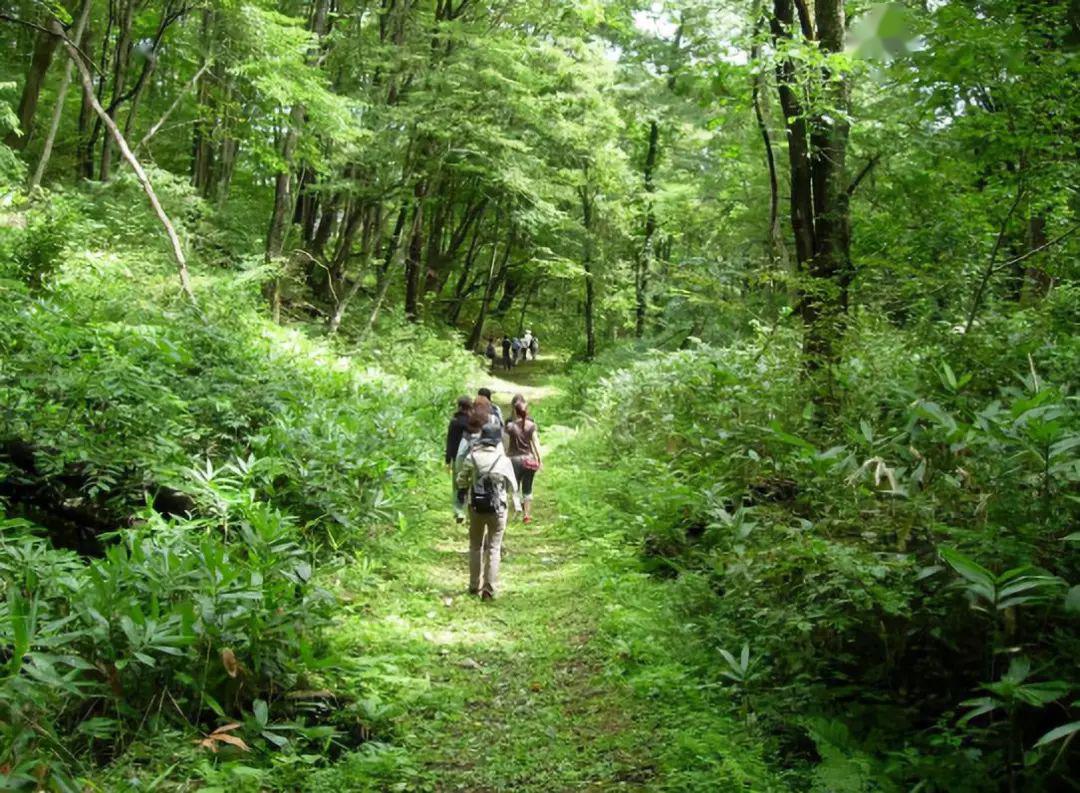 森林康养(上):有一种身心舒爽,叫森林浴