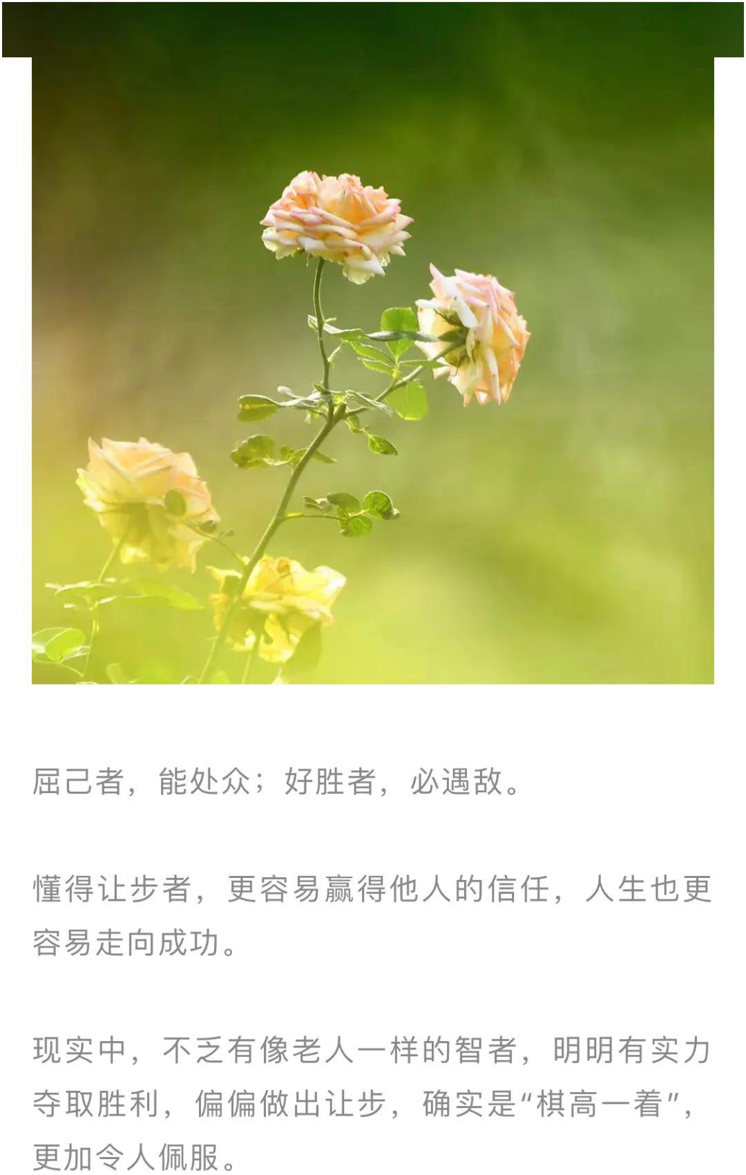 周末品读让步是涵养也是善良