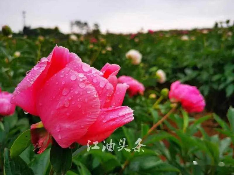 江油市第八届乡村文化旅游节青莲芍药花节盛大开幕