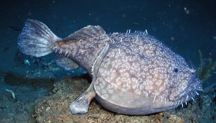 十种最怪异的海洋生物