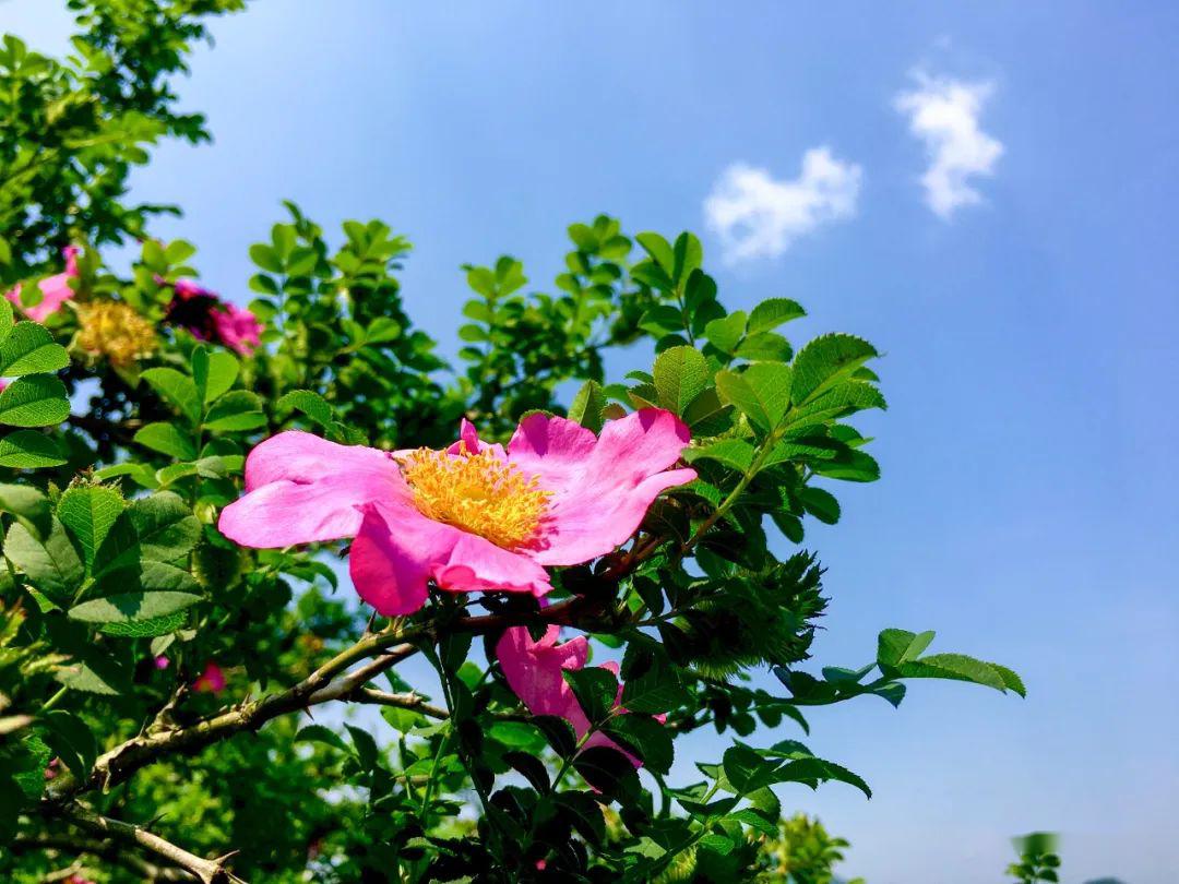 盤州發佈漫山刺梨花已開