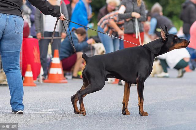 杜宾犬主要作为护卫犬被培养,它们要面对争斗,而在打架的过程中,尾巴