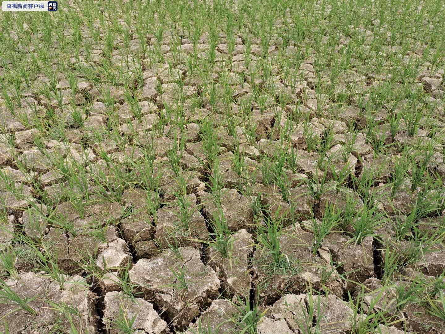 137条河道断流02201座水库干涸02云南旱情持续加重