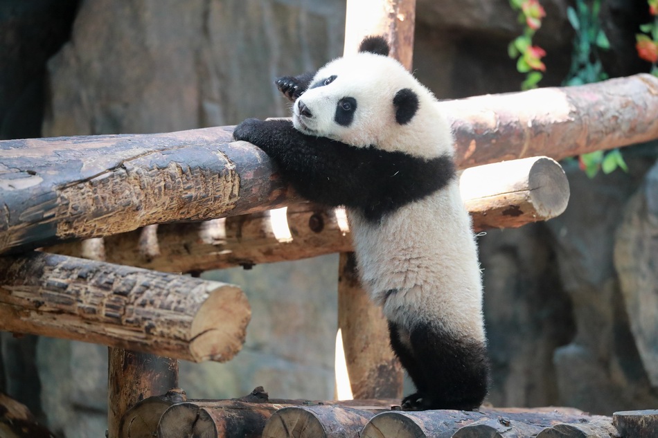 上海野生動物園又一隻大熊貓寶寶和大家見面啦