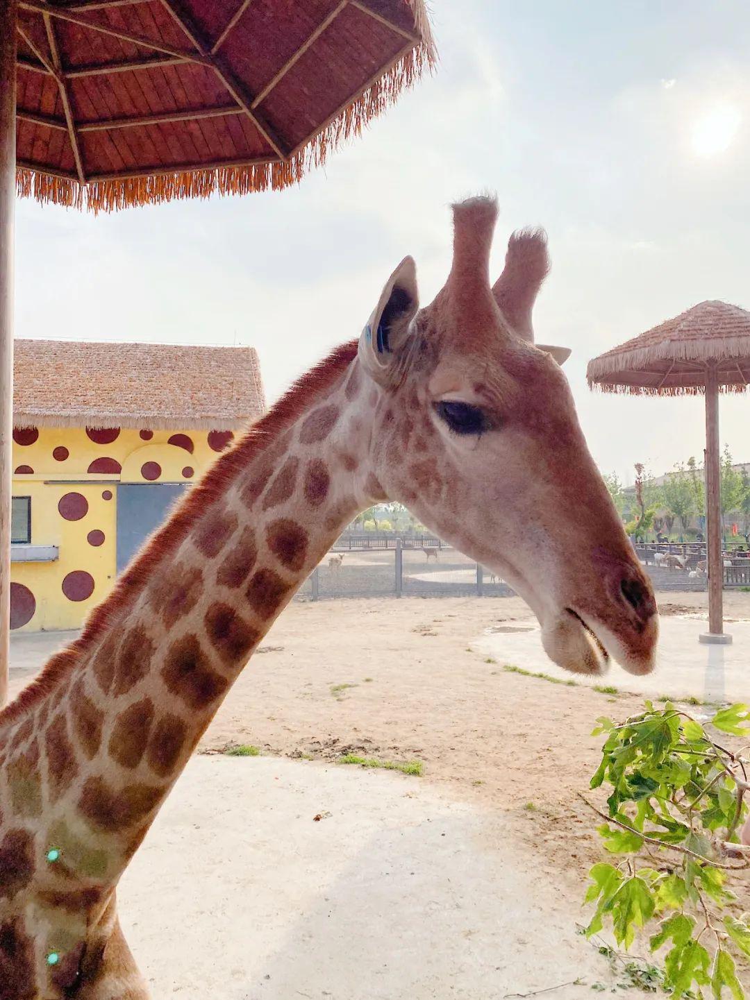 雀马鱼龙—雀马鱼龙