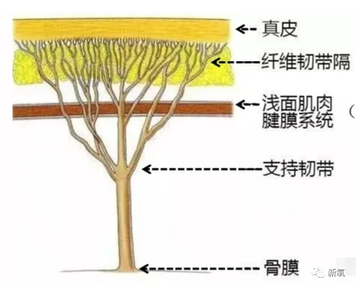 靠韧带,韧带负责连接筋膜这张网把它系在骨膜上.