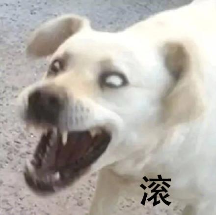 一组搞笑傻狗逗比眼神表情包狗子你变了