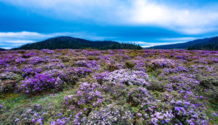 在白马雪山通往松茸交易村的土路上,整座雪山上盛开的杜鹃花,走在腐