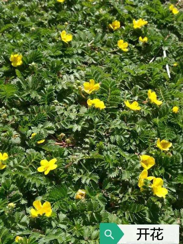 蕨麻可不像种花种草那样好侍弄,也不像种植油菜,青稞那样驾轻就熟,这
