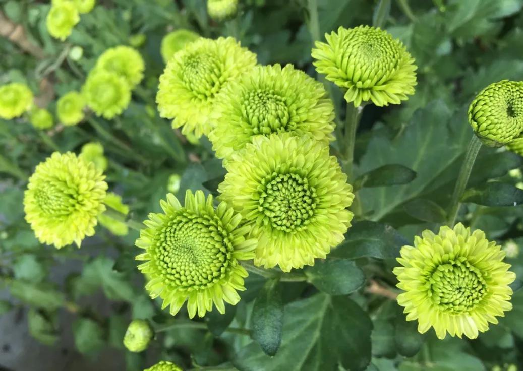 化身使的可爱的小菊更惹人喜爱宋代史铸在《百花集谱》中写有"绿芙蓉