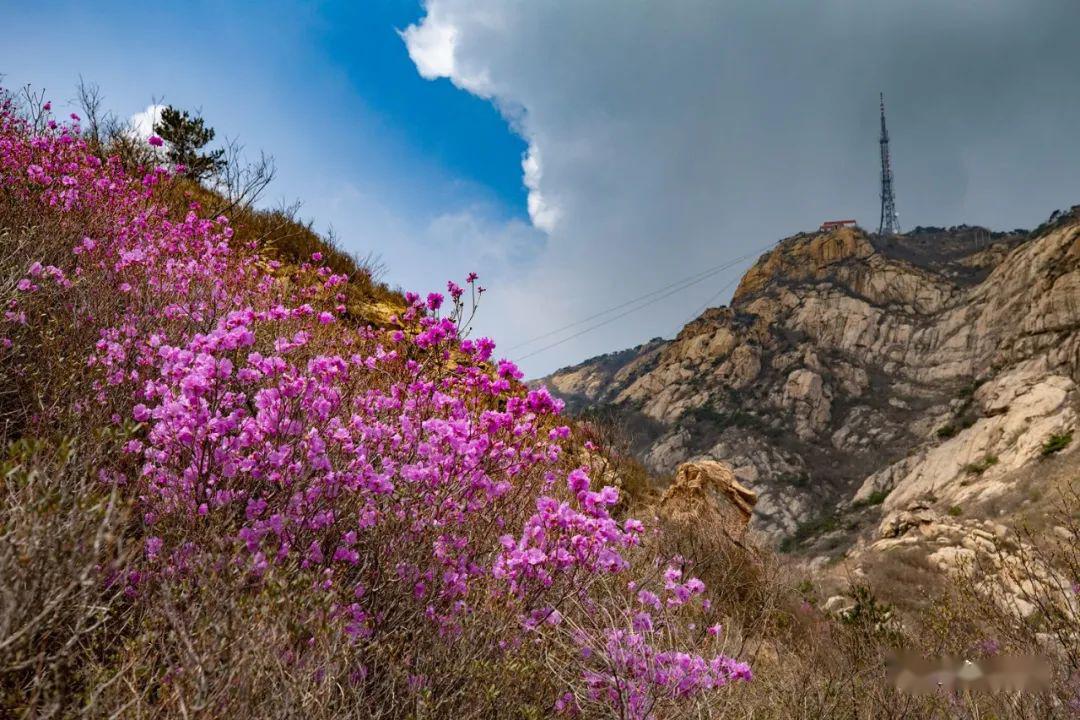 野花总要在春光明媚的季节,奋力奉献出它拥有的能量,不管