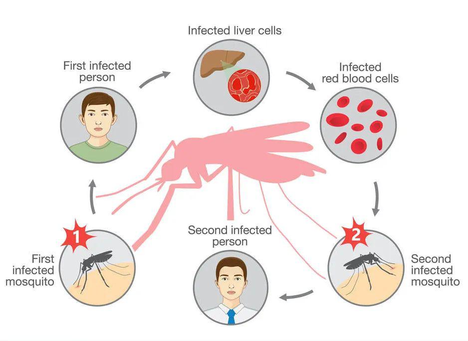 疟疾是一种可防可治的寄生虫病,发病的典型症状是发冷,发热和出汗