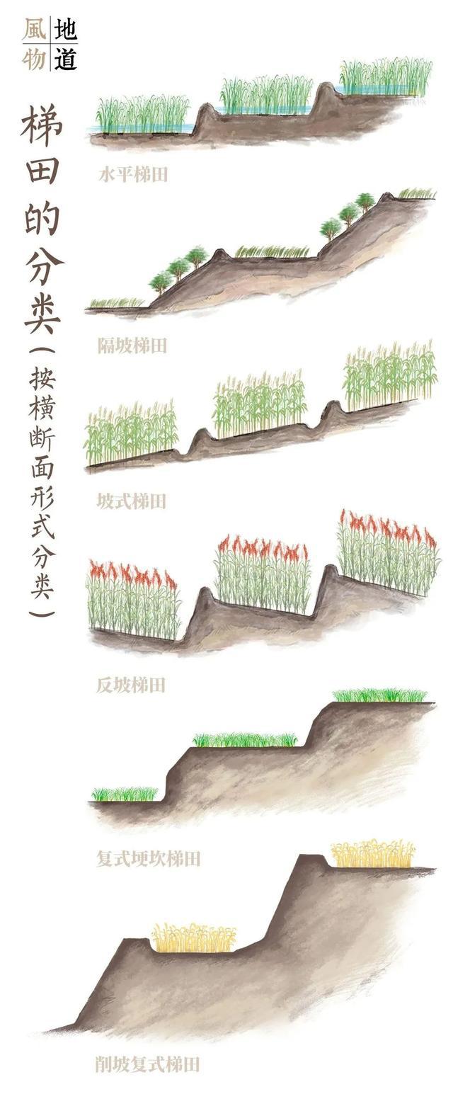 为了生存,人们不得不因地制宜,利用坡地种植粮食,于是,梯田就产生了