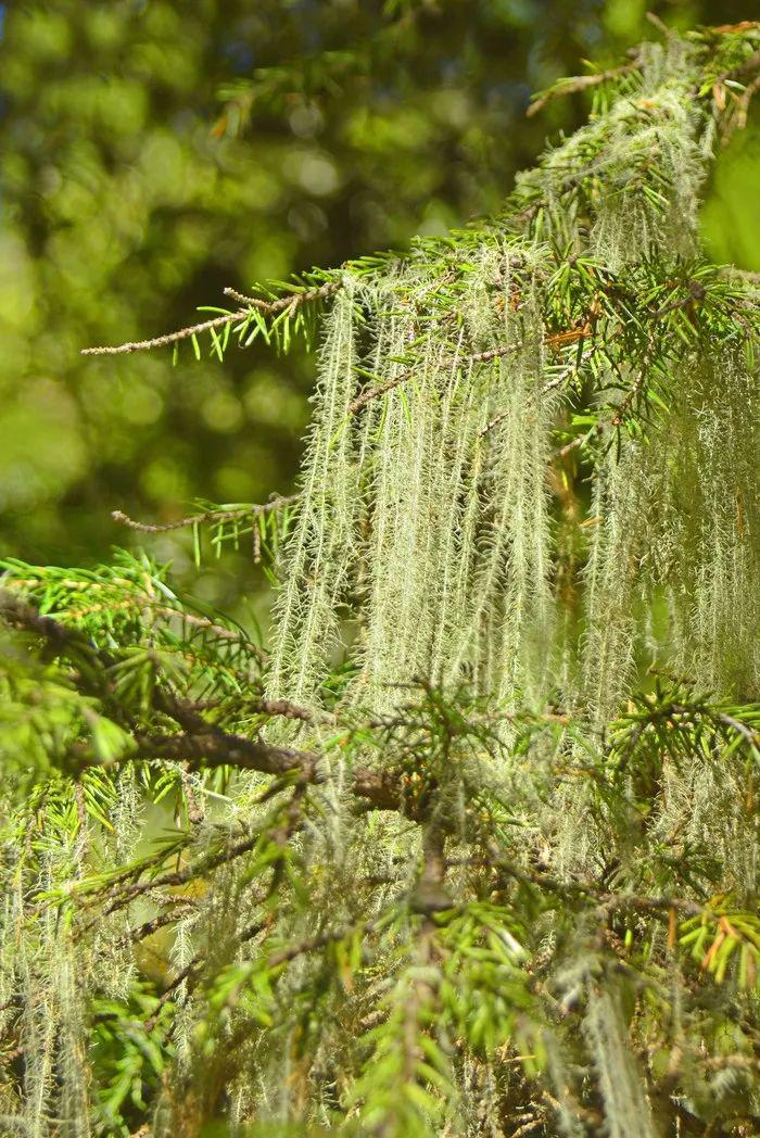 除了大熊猫阿坝州还有多少神奇宝贝