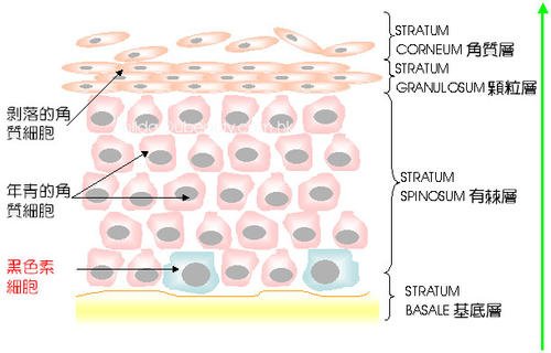 皮肤美容皮肤色素代谢