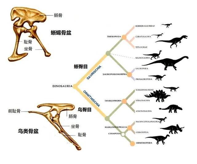 比如在恐龙的分类上,哈利·丝莱(harry seeley)在1888年根据恐龙的