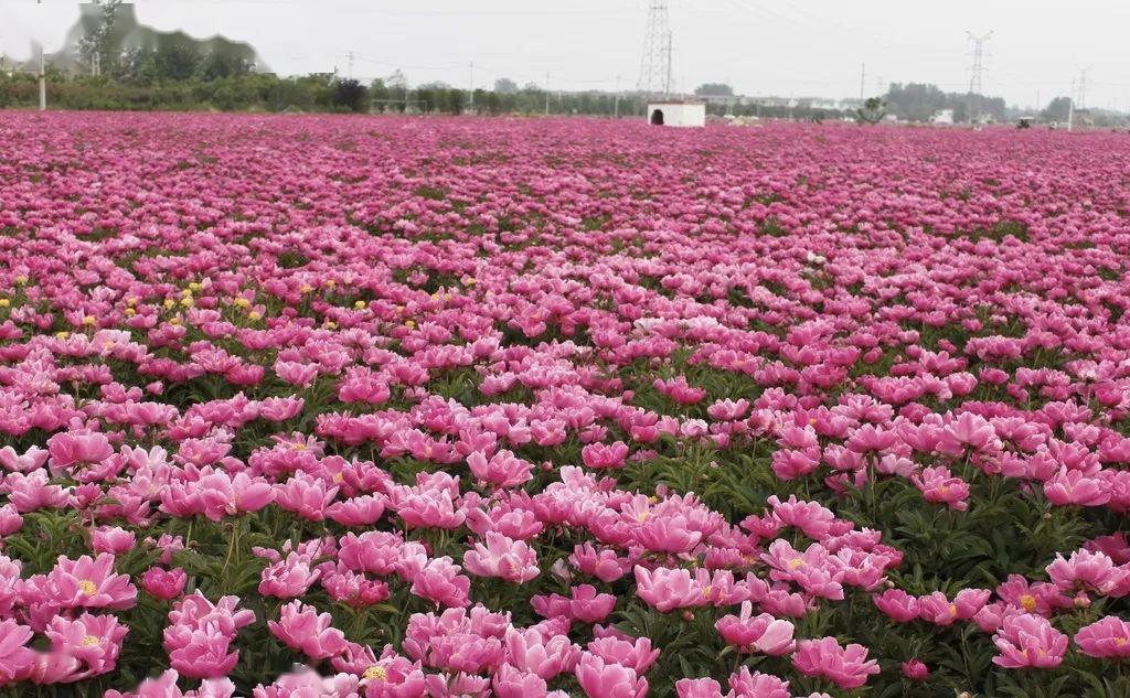 菏泽花乡生态园图片