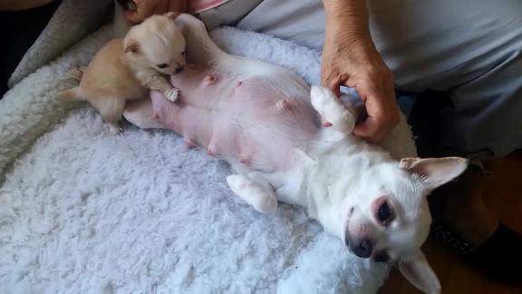 吉娃娃累倒了还不忘给小奶狗喂奶画面令人感动