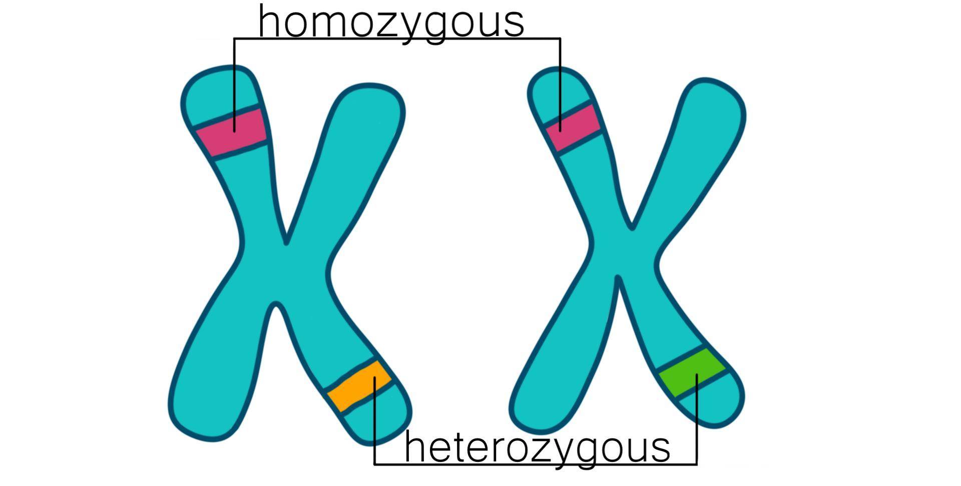 heterozygous图片