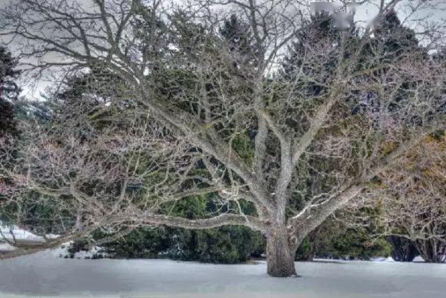 电树动物体带电的就多了.