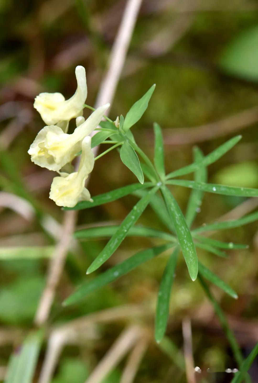 除了大熊猫阿坝州还有多少神奇宝贝