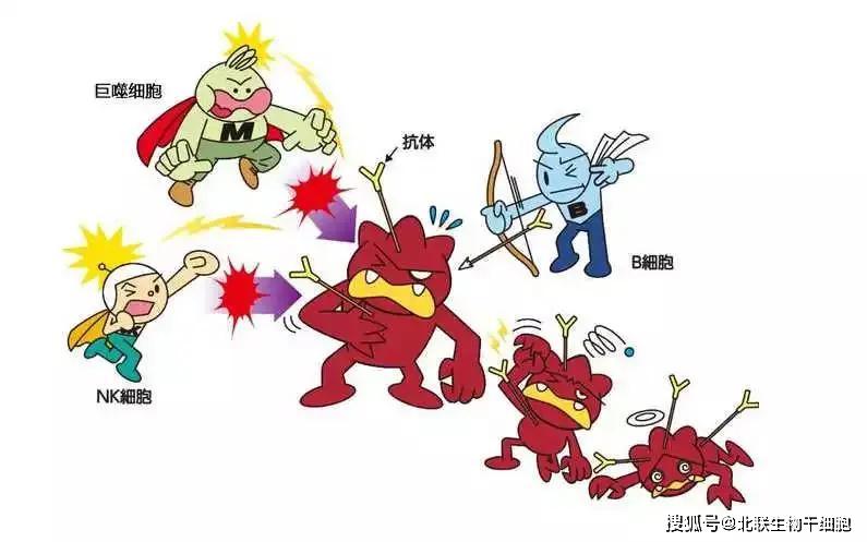 通俗易懂一文了解干细胞是如何影响人体免疫系统的