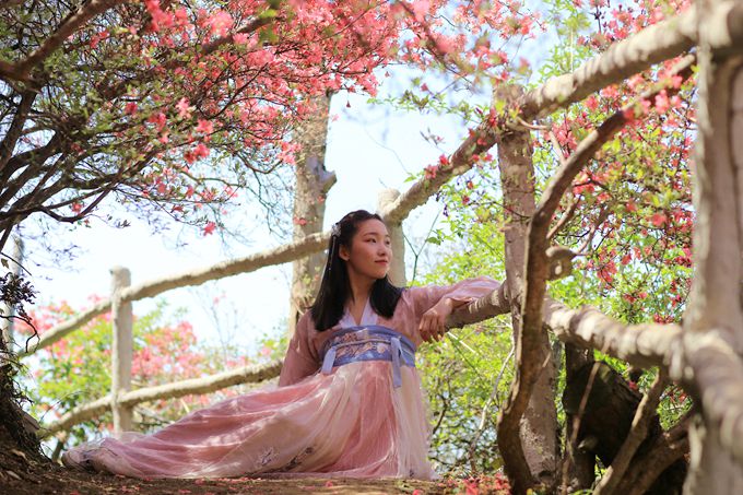 争相竞放的杜鹃花仿佛面前的古装美女,一团团一片片像烈焰般"燃烧"着