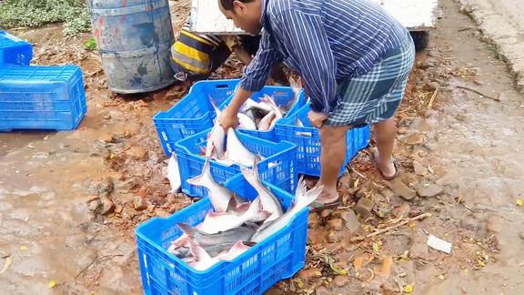 印度渔夫捕捉到很多大砍刀鱼和鲤鱼拉到集市去卖